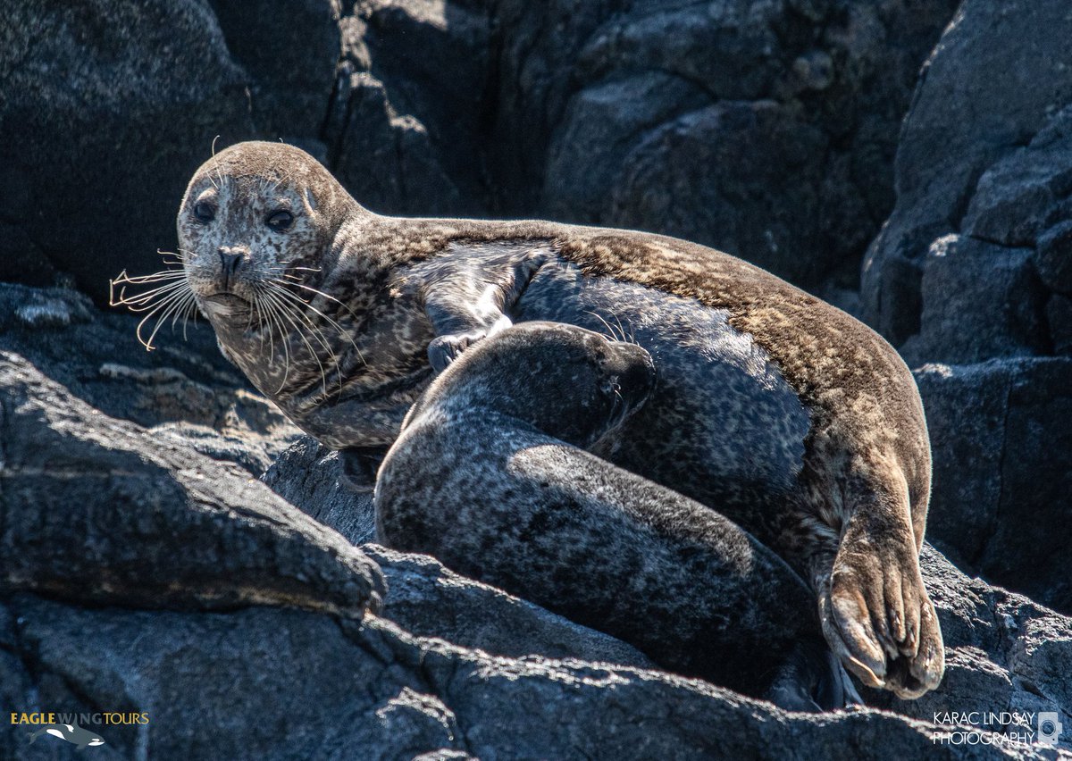 eaglewingtours's tweet image. Sights of the #SalishSea: Harbour seal mother and pup.
Karac Lindsay Photography
@DestinationCAN @TourismVI @HelloBC @victoriavisitor
#wild4whales #restartbc #supportlocal #staycation