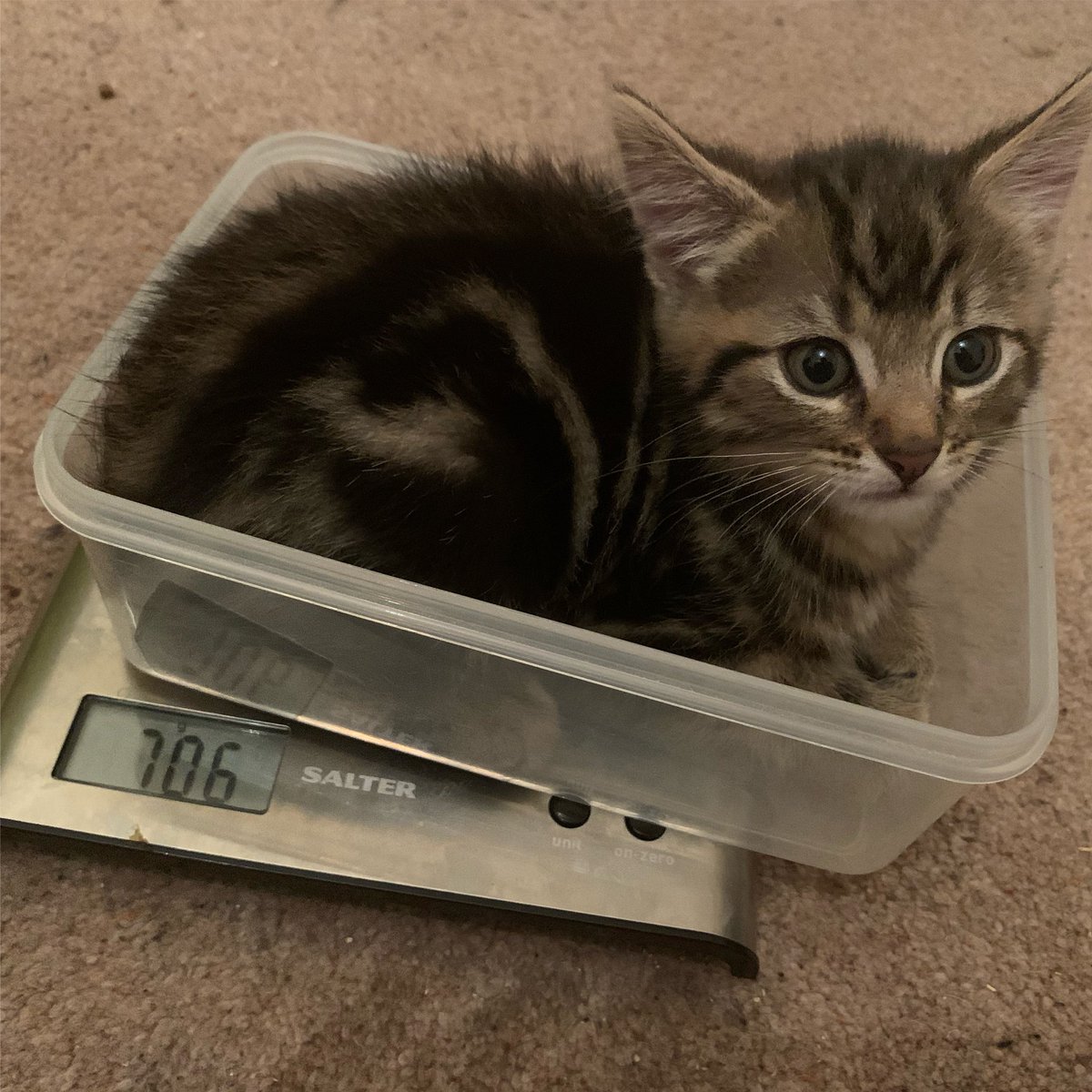 HeatonsCats's tweet photo. How many extra pounds have I put on in lockdown 🙀 #chunkykitty #growingkitty #rescuecat #rescuekitten #adayinthelifeofarescue https://t.co/8nbPqOi1dd