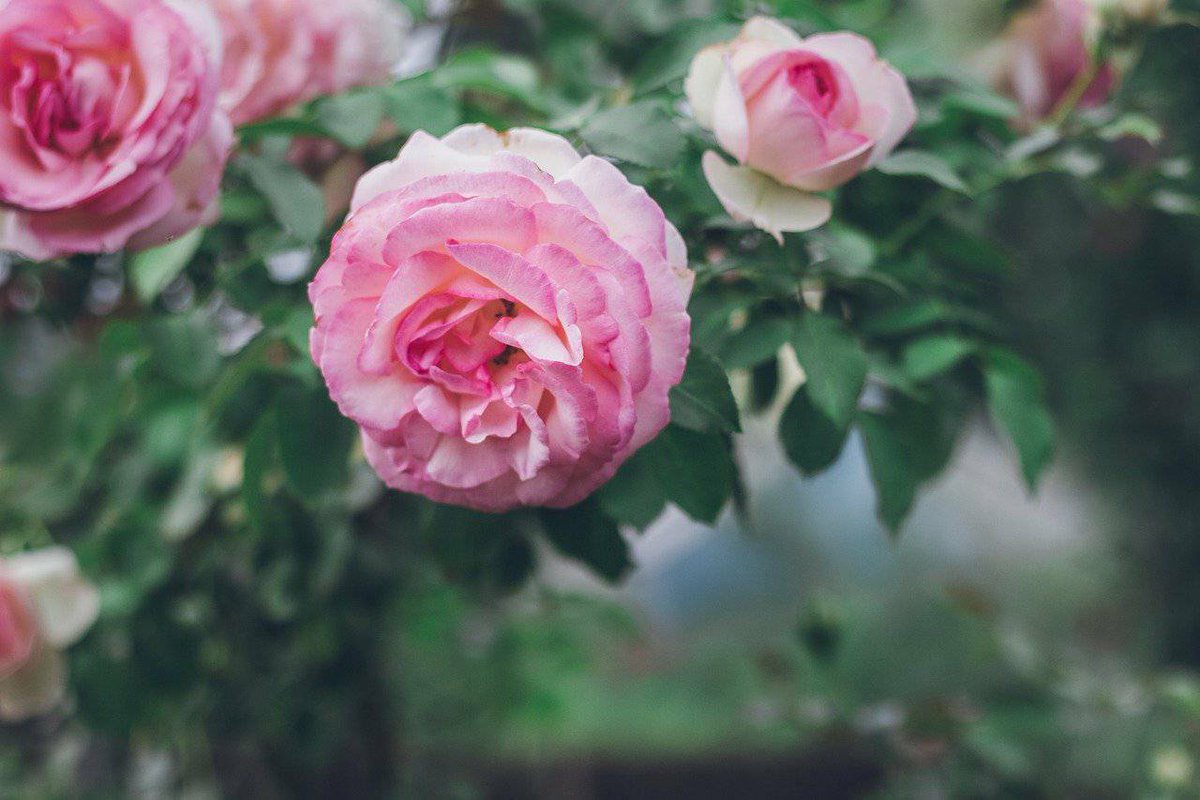 ChesterfordHom1's tweet photo. #lockdownclearout #newhobby #gardening #decorating Tell us how you've kept yourselves busy during lockdown and what you've looked forward to being able to do again #lockdownrelaxation #Chesterfordhomecare #notallteaandcakes https://t.co/LMCj7Ksw0R