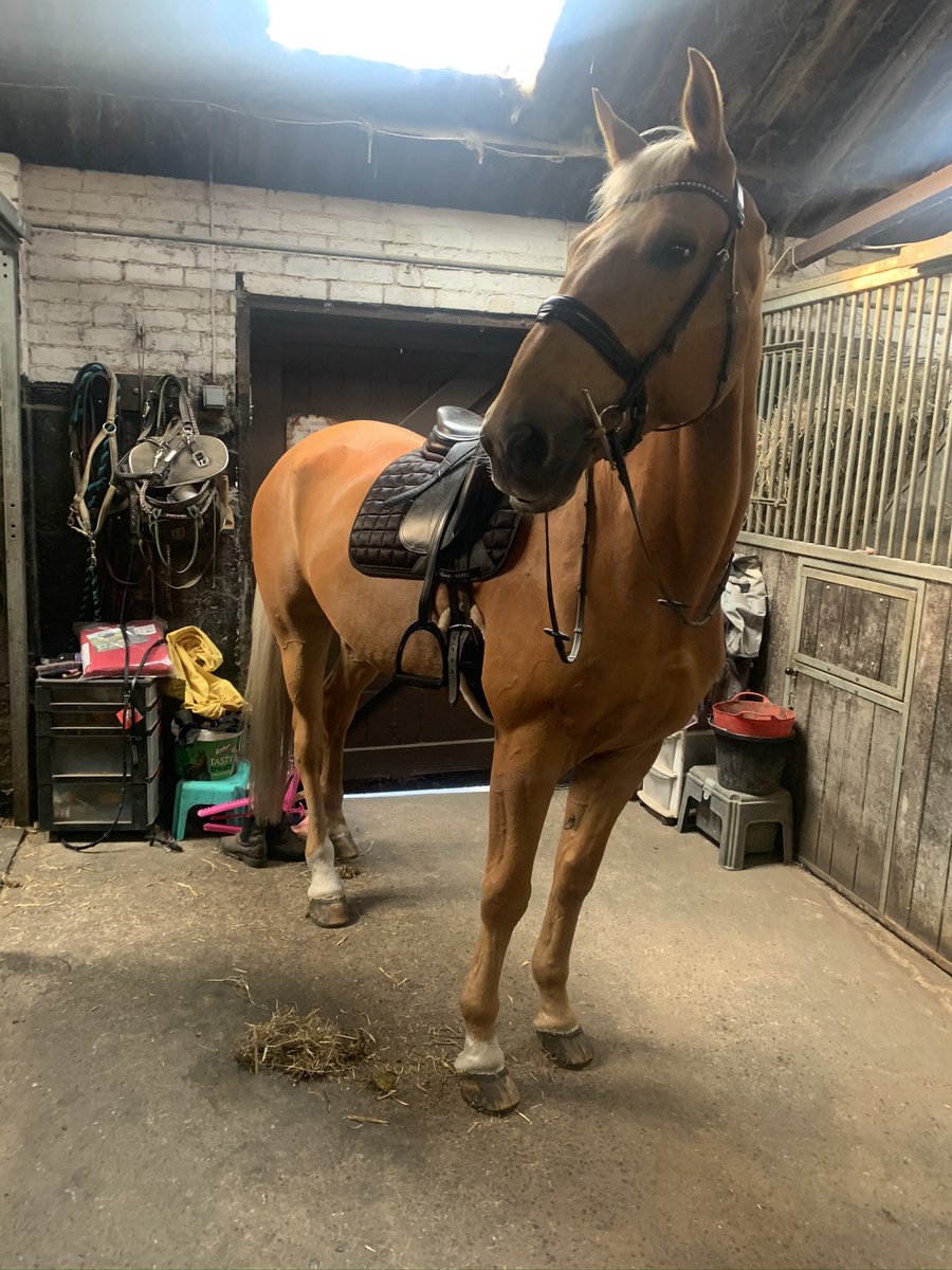 VarnamSarah's tweet photo. @Blakeetaylor @OwenSonya @TatwsTrading It’s going to make its debut this Saturday in Elementary so just got to pray I remember the test and Banana holds himself together 😂 https://t.co/j2YNMTHLM7