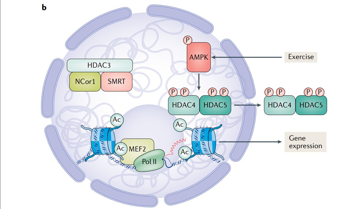 *New* review in <a href="/NatureRevEndo/">Nature Reviews Endocrinology</a>! 

Drs. Sean McGee and Mark Hargreaves provide an overview of the beneficial adaptive responses to #exercise and details the molecular mechanisms involved. #SkeletalMuscle @unimelb @deakinresearch

go.nature.com/2CfxZkE