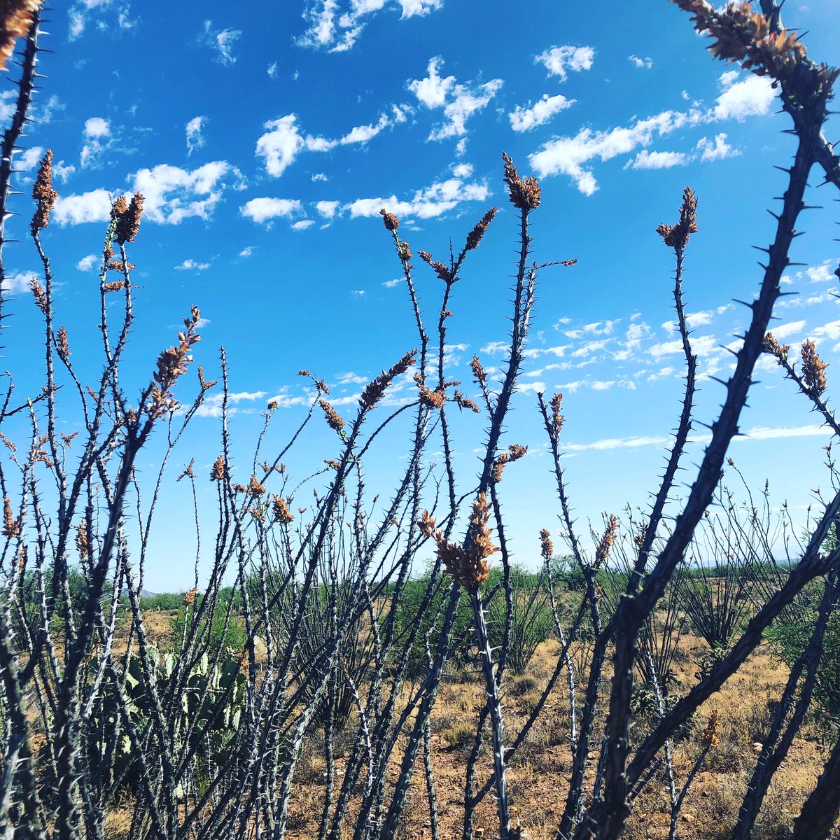 RestoreCAL's tweet photo. We welcomed @MartynEcology to the lab with a 104 degree desert field day! https://t.co/fmdVXriBMq