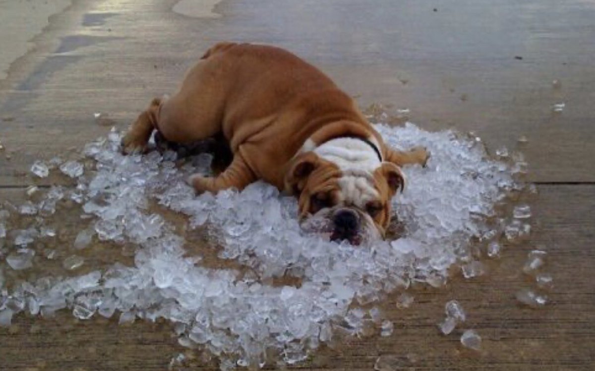 Melvindale Cheer tweet media