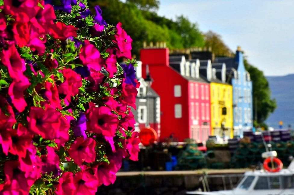 Scottish_Banner's tweet photo. Colourful #Tobermory.
📷John Lang
#IsleofMull #InnerHebrides #Scotland #ScottishBanner #LoveMull #ScotlandIsNow #VisitMull #BestWeeCountry #Flowers #LoveScotland https://t.co/Dqzl5oVd3f