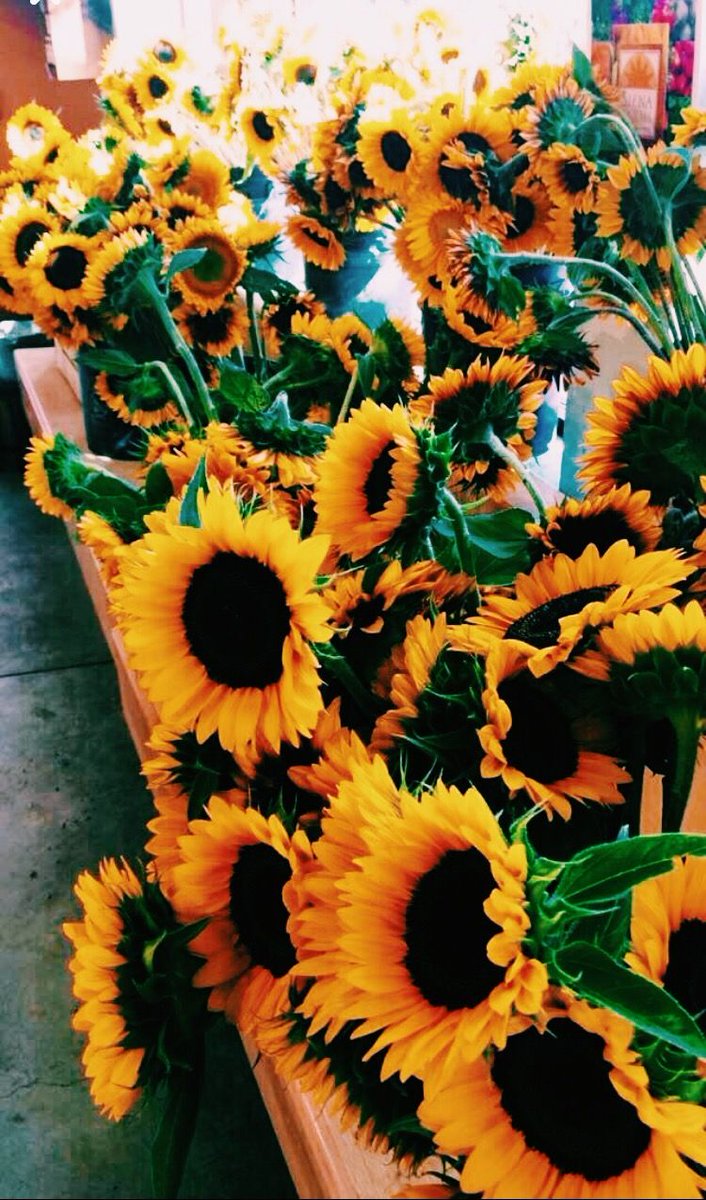 Sara Alfageeh On Twitter Sara Yellow Google Your Name Your Favorite Color Aesthetic The First 4 Non Collage Pics Make Your Aesthetic Board Https T Co 6yozei5ljx Https T Co Rilq5usimx sara alfageeh on twitter sara