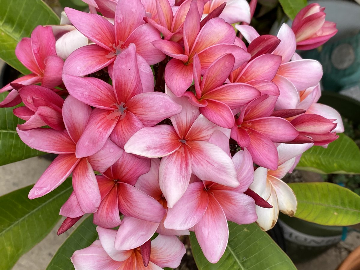 PlantShowcase's tweet photo. My #plumeria 'Kimi Moragne' full of very showy flowers. https://t.co/ujHqGQpyO7
