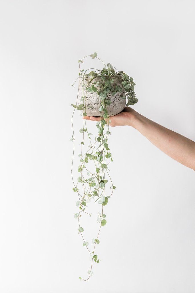 𝘨𝘪𝘴𝘦𝘭𝘭𝘦⁷ 🌿 (@gisellesfoliage) / Posts / X