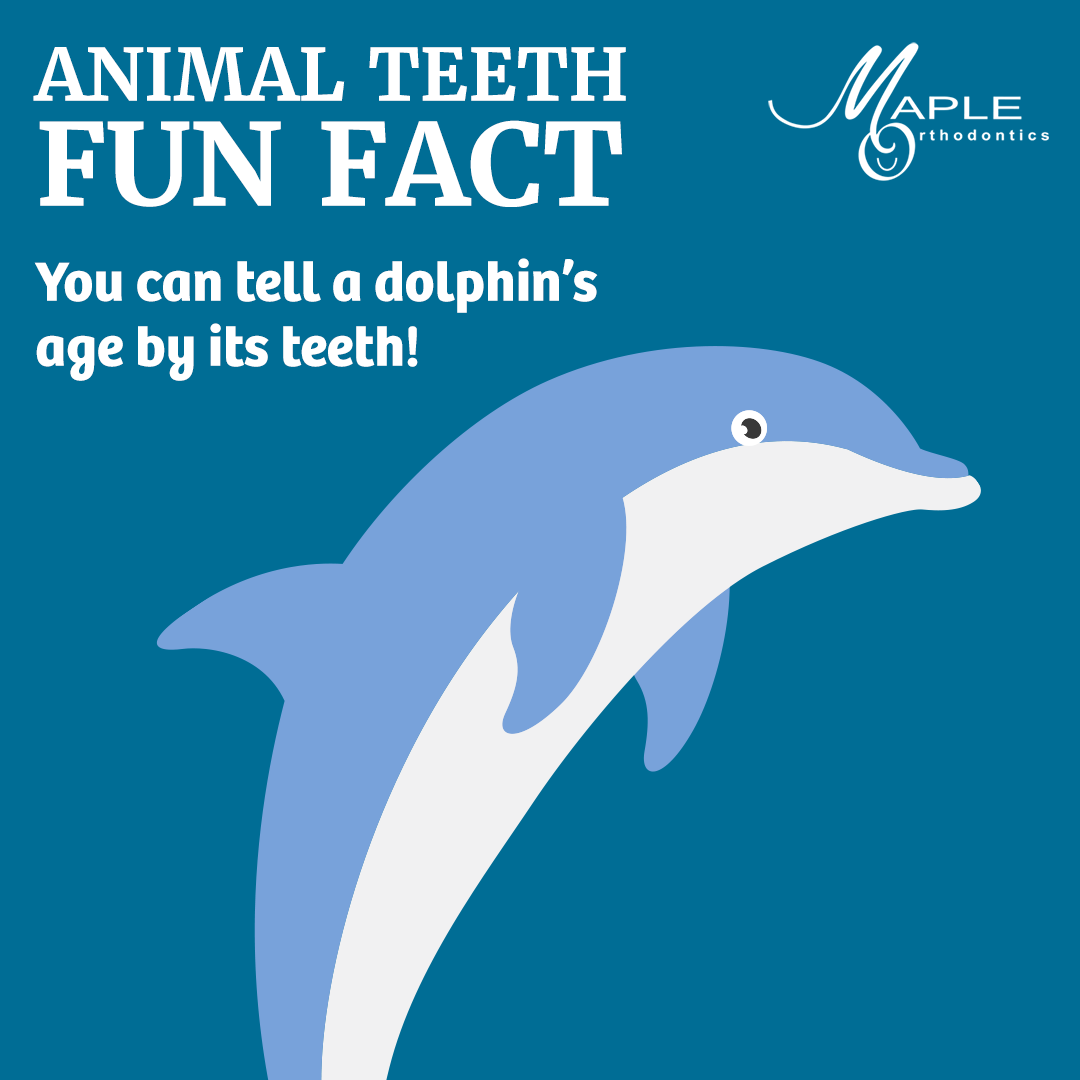 DrMapleOrtho's tweet photo. 🐬 Like the growth rings in trees, dolphin teeth have annual layers that are counted to estimate the age. While the teeth are permanent, they are never used for chewing because dolphins swallow their food whole! https://t.co/8Nj6uXbgGJ