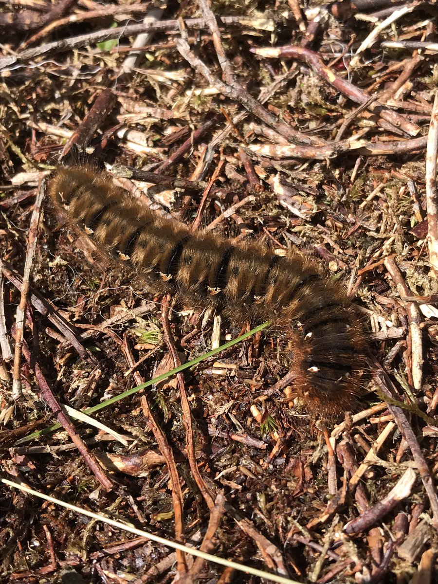 IoloWilliams2's tweet photo. Another good day monitoring breeding hen harriers on the Welsh moors (under licence). Nice to see bog asphodel in flower, oak eggar and emperor moth caterpillars and harrier nests doing well https://t.co/T8aBQizKbI