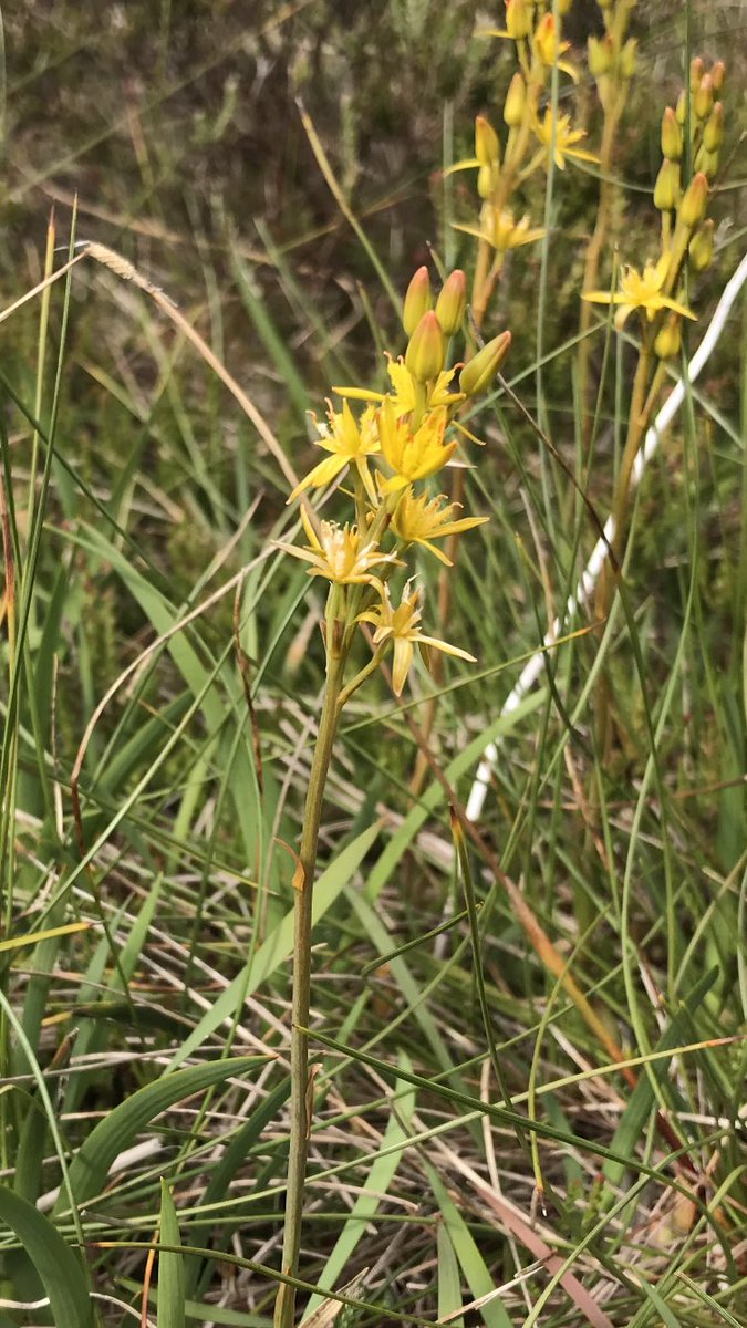 IoloWilliams2's tweet photo. Another good day monitoring breeding hen harriers on the Welsh moors (under licence). Nice to see bog asphodel in flower, oak eggar and emperor moth caterpillars and harrier nests doing well https://t.co/T8aBQizKbI