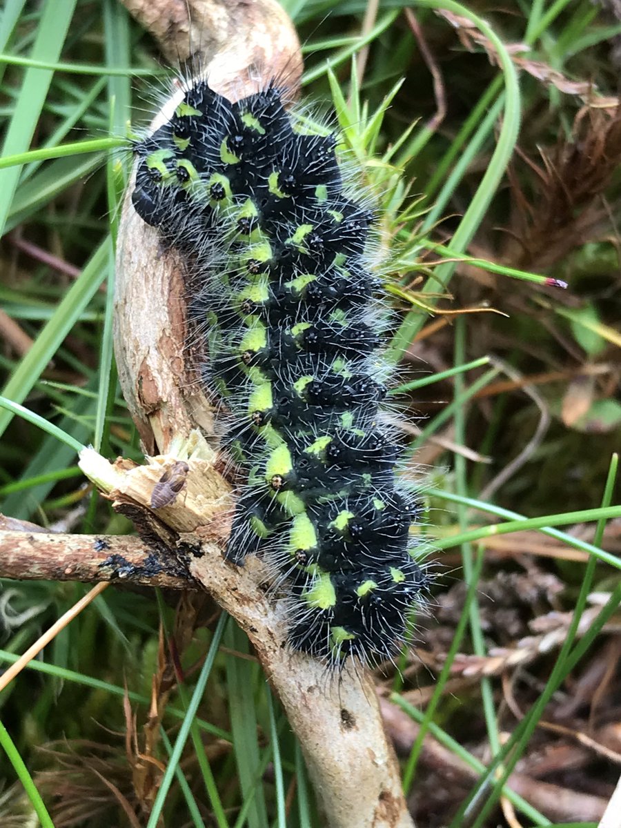 Another good day monitoring breeding hen harriers on the Welsh moors (under licence). Nice to see bog asphodel in flower, oak eggar and emperor moth caterpillars and harrier nests doing well