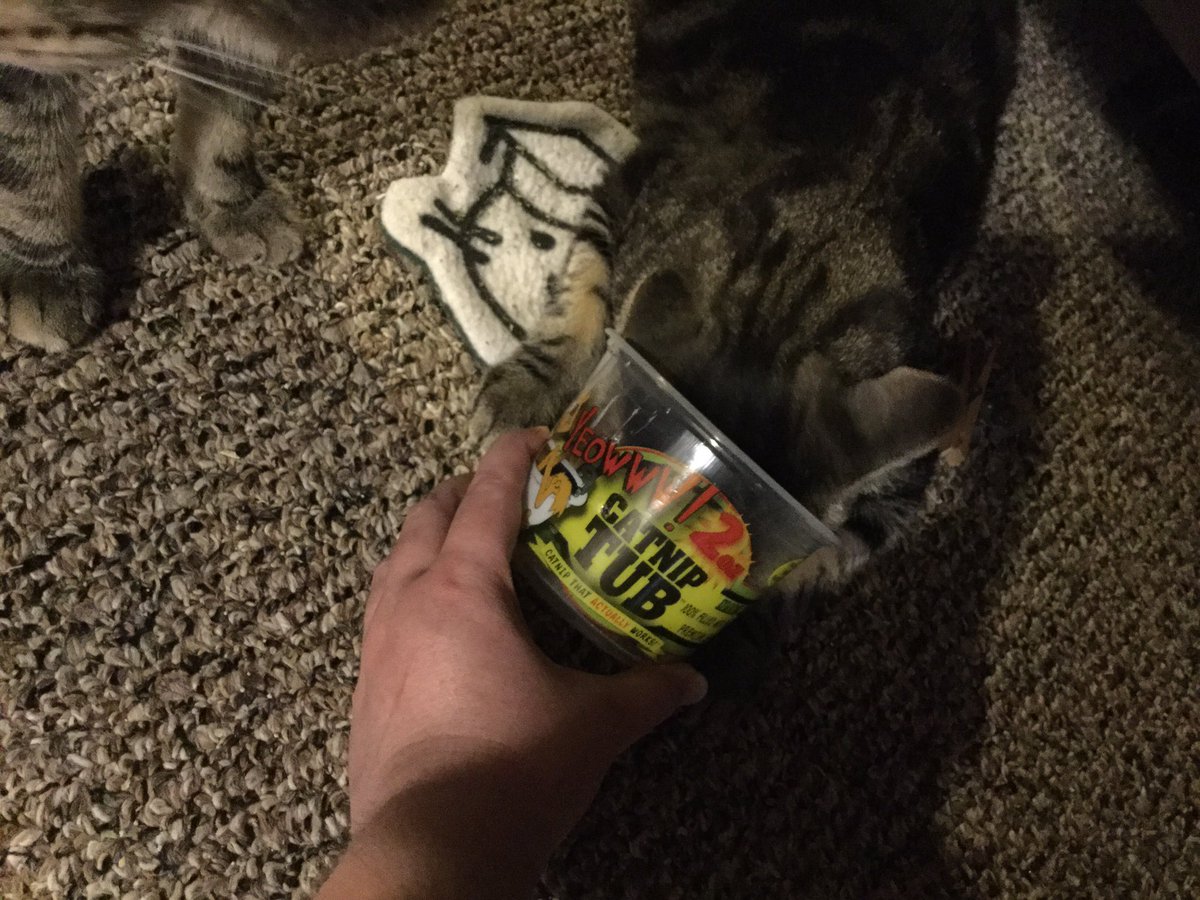 RGalavant's tweet image. This morning I sleepily got Gallivant his meds and fed everyone . And then I noticed an empty @YeowwwCatnip tub just sitting out in the middle of the floor. The lid was on the other side of the room with two vampiric tooth holes in it.
