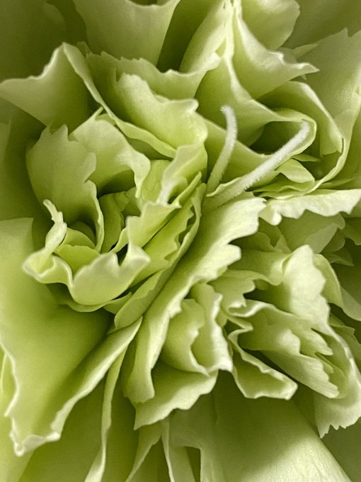 カーネーション 高画質 のtwitterイラスト検索結果 古い順