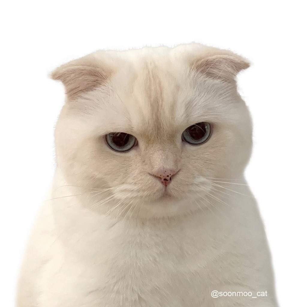 พอรูปชัดคือเหมือนถ่ายบัตรจริง ๆ บัตรแมว