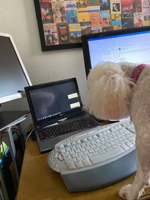 DrJNusbaum's tweet photo. https://t.co/HZ18UIX07g
When Zoom doesn't want to open, it can be ruff for Lacey pup! #Teach2WIN @KelseySeybold https://t.co/h8mjkbIudI