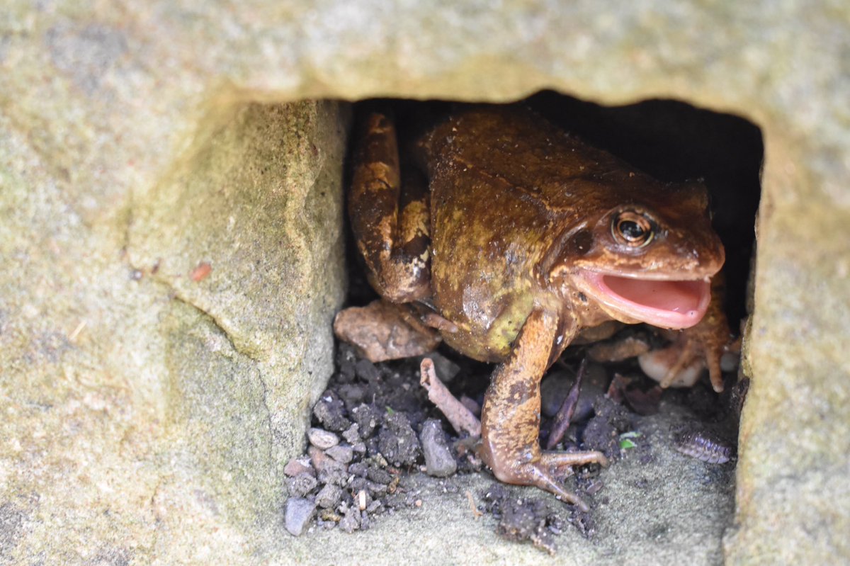 jenniealice87's tweet photo. It’s a millstone Frog home...riding out on a horse is a star spangled rodeo.... or something like that?! Look who we found in the garden 🐸@BBCCountryfile #frogortoad #movinghousediscovery https://t.co/1wwuwVu2Gd