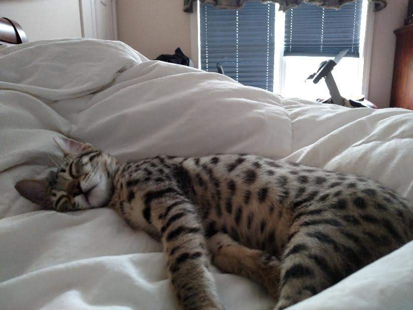 Jupie28's tweet photo. @HappyCatCentral #NOWTHATS!! #HOWTOLIVE!! #LOL!! ๐๐๐๐๐๐ฅฐ๐ฅฐ๐๐๐๐๐พ๐พโคโค๐คฃ๐คฃ๐คฃ just look at my bengel boy DANT'E #MAKIN!! #RELAXIN!! ๐๐๐๐๐๐ฅฐ๐ฅฐ๐๐๐๐๐๐โคโค๐คฃ๐คฃ๐คฃ https://t.co/uBCDCfrD0s
