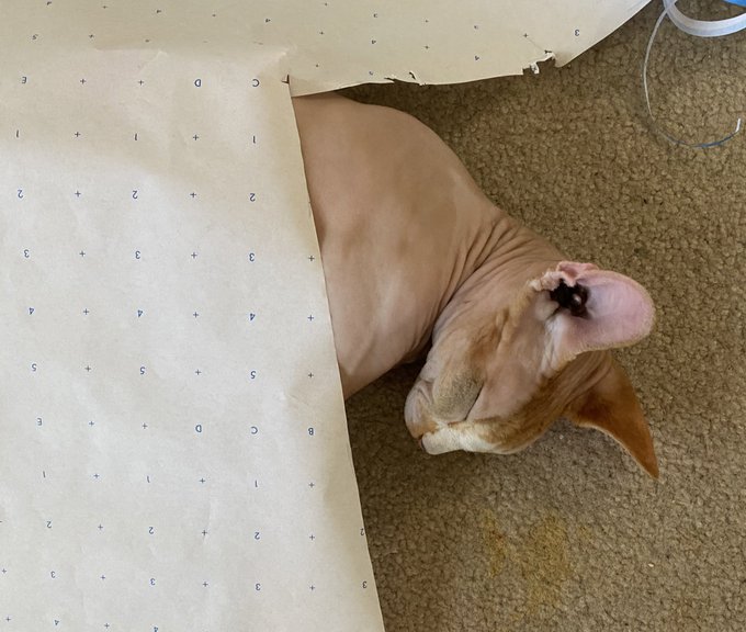 He’s tucked in like a wee babe but it’s paper??? https://t.co/FjUkonL2xa