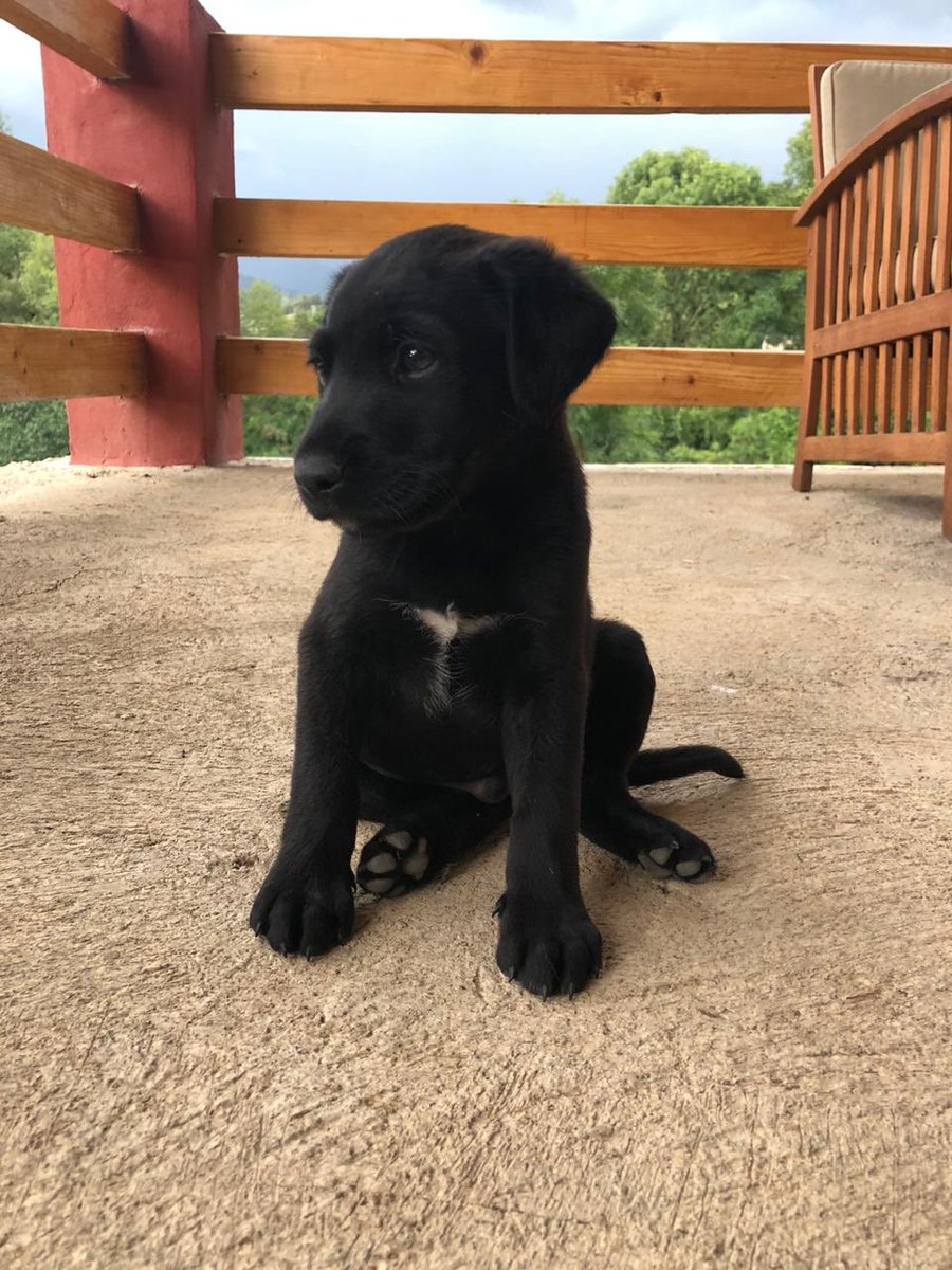 Hablando de #Tabata les presento a este señorcito, abandonado por ahí y hoy parte de mi familia. ¡Bienvenido Blackie!