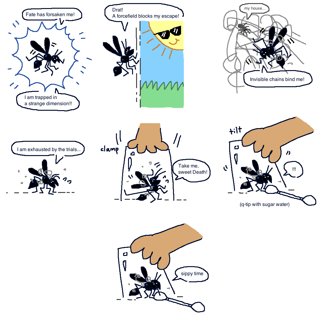 wasp stuck in the house
#comic
#mossworm 