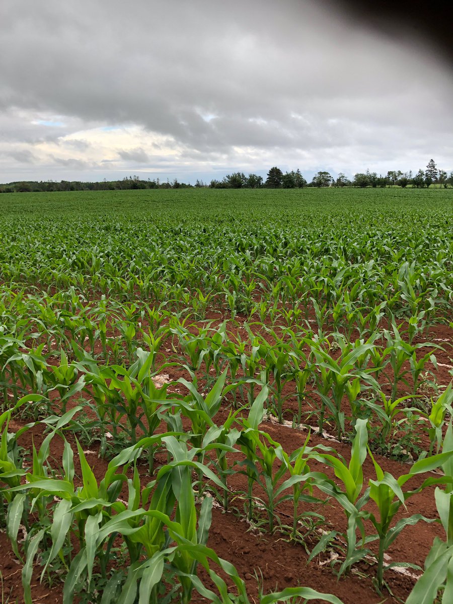 Colin MacNevin tweet media