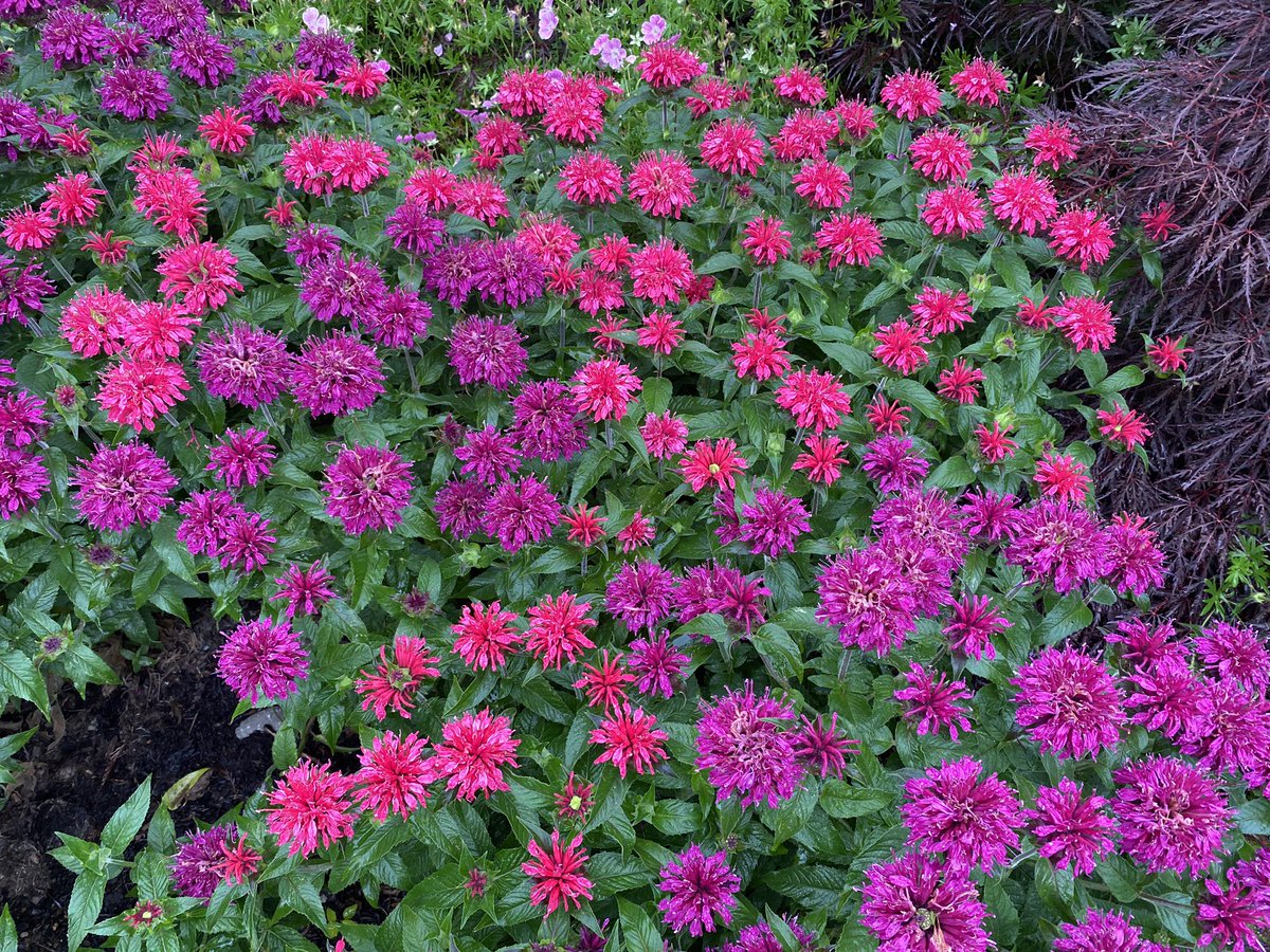 dare2bloom's tweet photo. Hello! My name is Daria and I’m a horticulturist at the Missouri Botanical Garden in St. Louis. I am the Home Gardening Information and Outreach supervisor, which includes being a “Plant Doctor”, teaching others about plants and caring for honey bees. #blackbotanistsweek https://t.co/5kPJRg5oTb