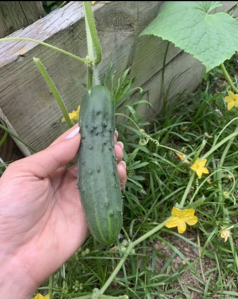 LIV Morgan tweet media