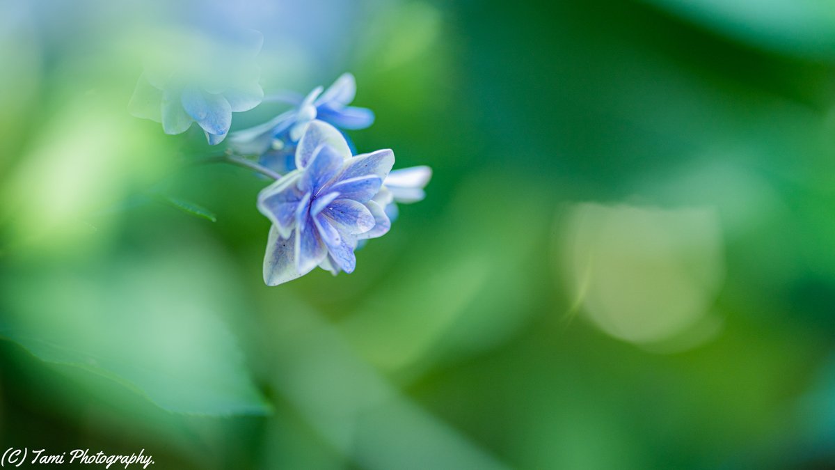 MiyawakiTami's tweet photo. あじさい1輪
*
Location:としまえん、練馬区 東京都。
Date:2020-07-02
Camera:Sony α7iii
Lens:FE 135mm F1.8 GM
#ドリーミーフォト
#135g
#135mm単焦点レンズを広めようじゃない会 https://t.co/lJZuYhfg9P
