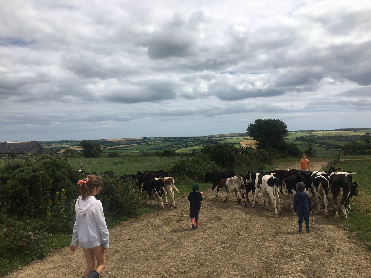 timlombard13's tweet photo. For me,2020 will always be remembered as the year that we returned back to basics, moving calves with the family is something I did 30 years ago with my own father.   #buildmemories https://t.co/lrcsGaWt36