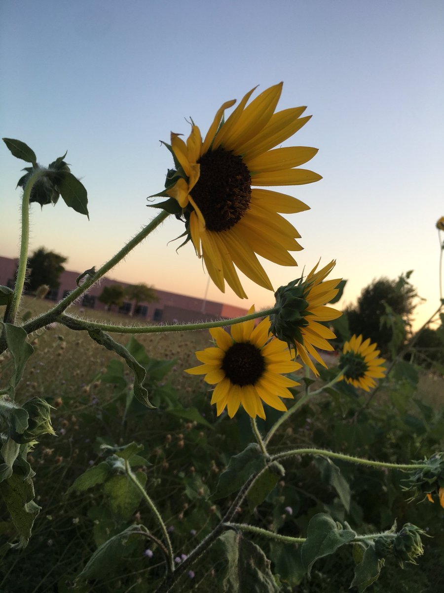 sunflowerlust's tweet photo. stand tall and find the sun 🌻 https://t.co/xuYKqrR5hF