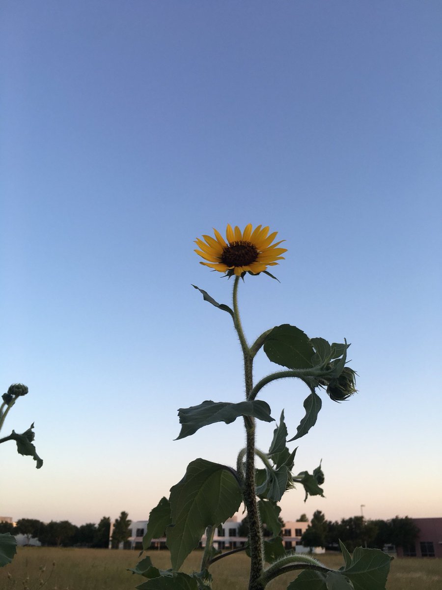sunflowerlust's tweet photo. stand tall and find the sun 🌻 https://t.co/xuYKqrR5hF