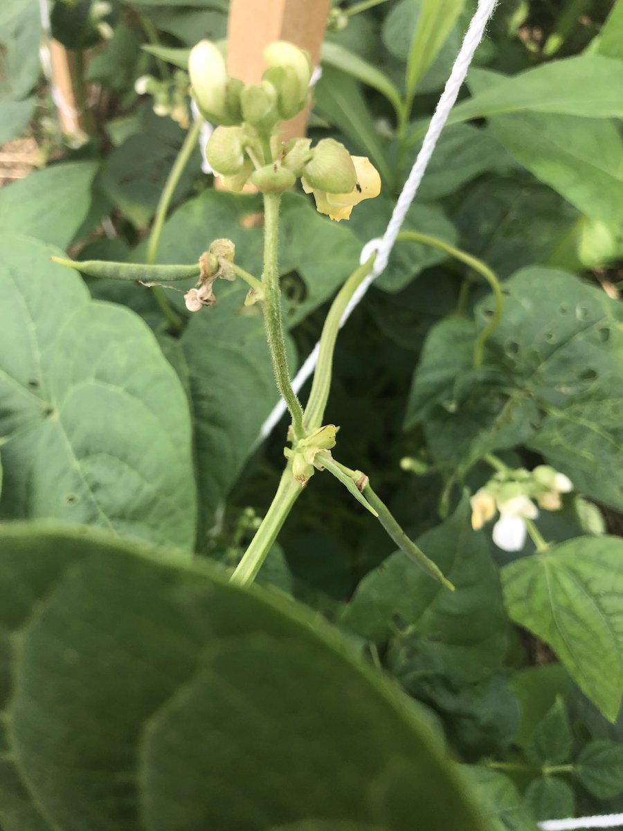 Beans and squash