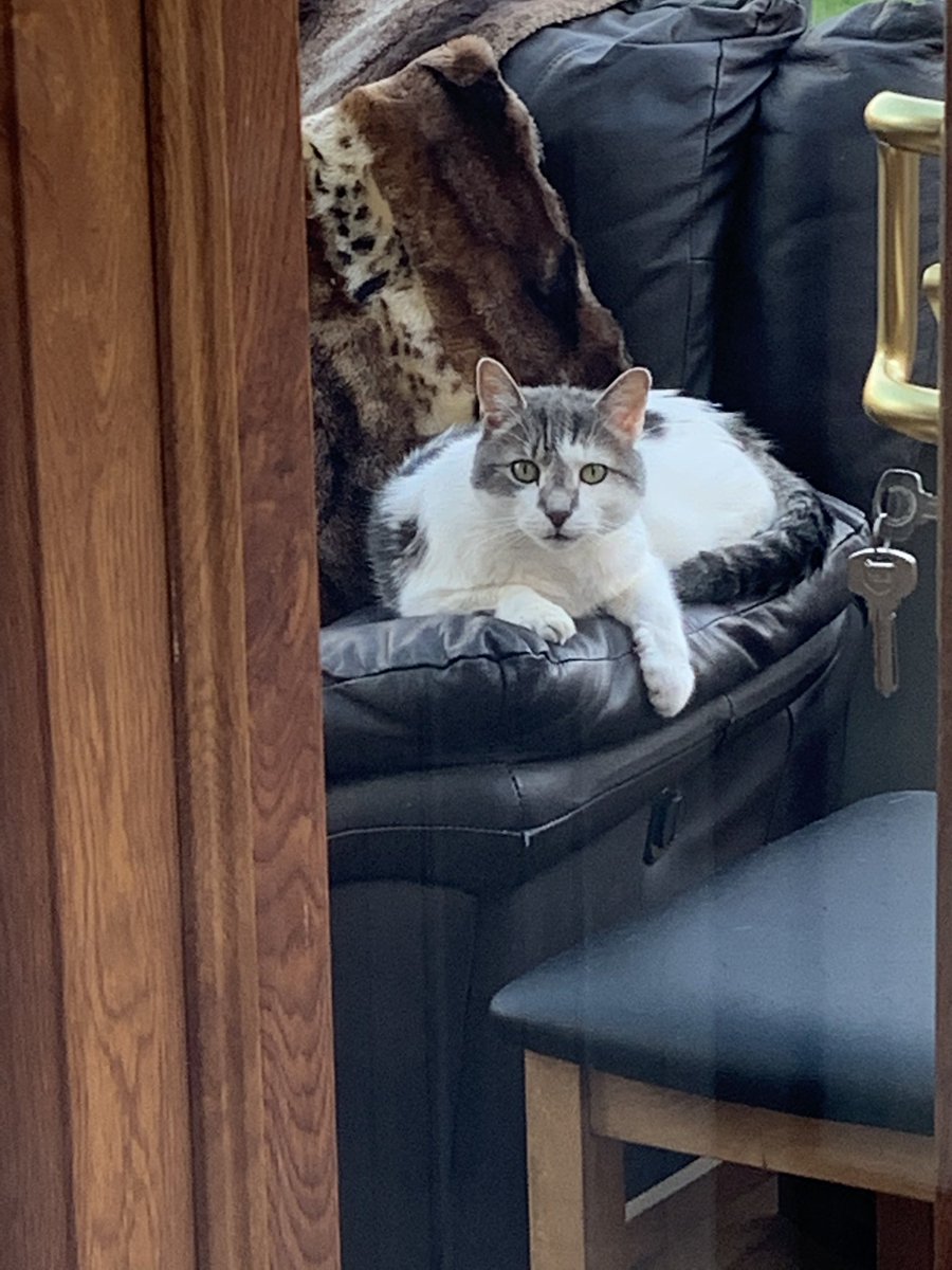 eeeeclare's tweet photo. My brofur Spikey chilling on his couch today ❤️ https://t.co/8sjSRPTFNa