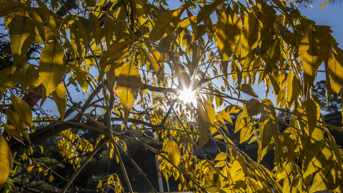 dcsmartinelli's tweet photo. Spotted this very vibrant yellow tree, yesterday afternoon. Great way to brighten you day. https://t.co/vHeHaY3dNu