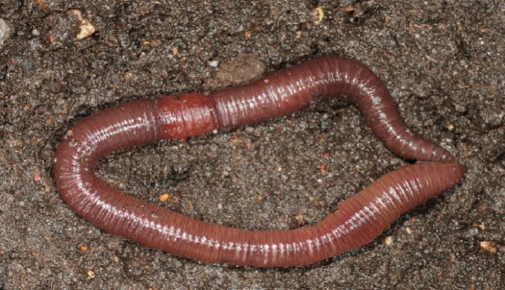 Червь дождевой обыкновенный. Кольчатые черви олигохеты. Красный червь (Lumbricus rubellus. Дождевые черви это насекомое?.
