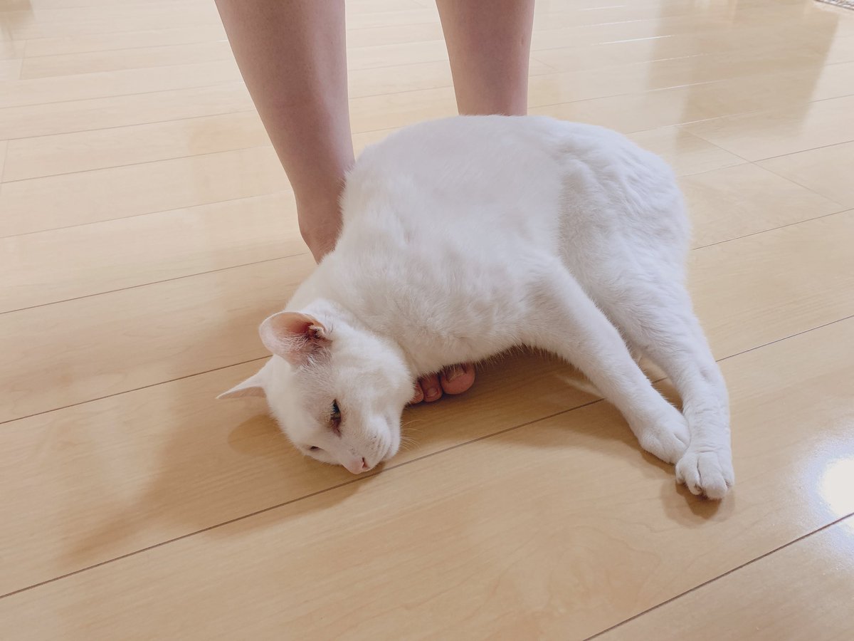 8qXwQoGWehiJOwW's tweet photo. 甘えが爆発するとこうなります(´･з･`) https://t.co/Hzn6A1kqbv