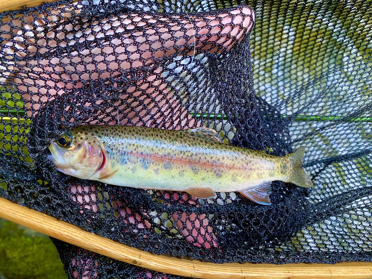 Got a few fishy friends to come out and play today in Great Smoky Mtns.