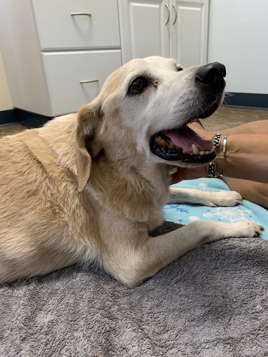 rip to the most handsome and loving woofer. thanks for spending 16 years with me I’m going to miss you so so much but I know youre off playing in the snow somewhere

💚7/6/2020 goodbye buddy, I’ll love you always💚