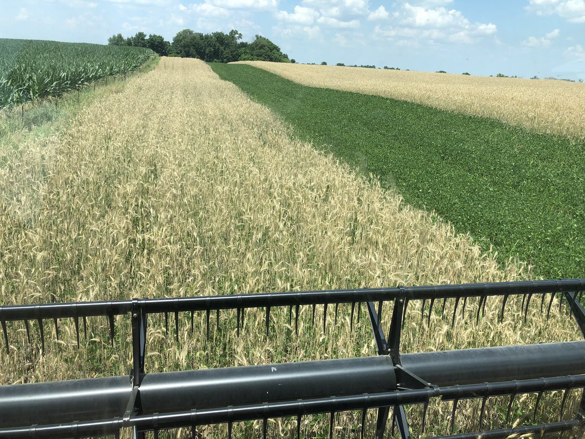 Continuum_Ag's tweet photo. Well, we attempted to start #Harvest2020 on our #RelayCrop trial..... made a round and said to heck with that! The rye was still running about 24% moisture! Weโve got er spread out and drying but will come back in a couple days to try again. #SoilHealth #GrowingSeed ๐ฑ๐ https://t.co/Z33bxG873R