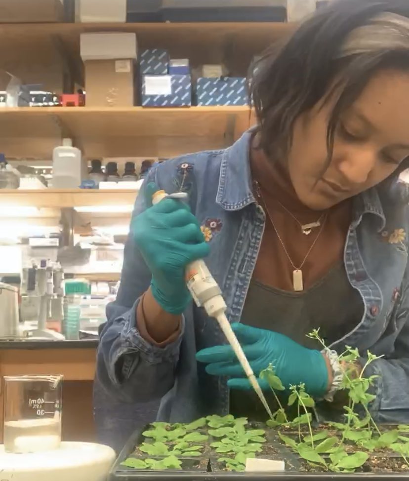 abscisicacid's tweet photo. Ok this is so cool,,,,Hi! My name is Iris and I just graduated with a BS in Plant Science. During undergrad I studied molecular mechanisms of plant responses to fungal pathogens, Botrytis cinerea and Alternaria brassicicola, in Arabidopsis ✨🌿#BlackBotanistsWeek https://t.co/ii4Uh39gz6
