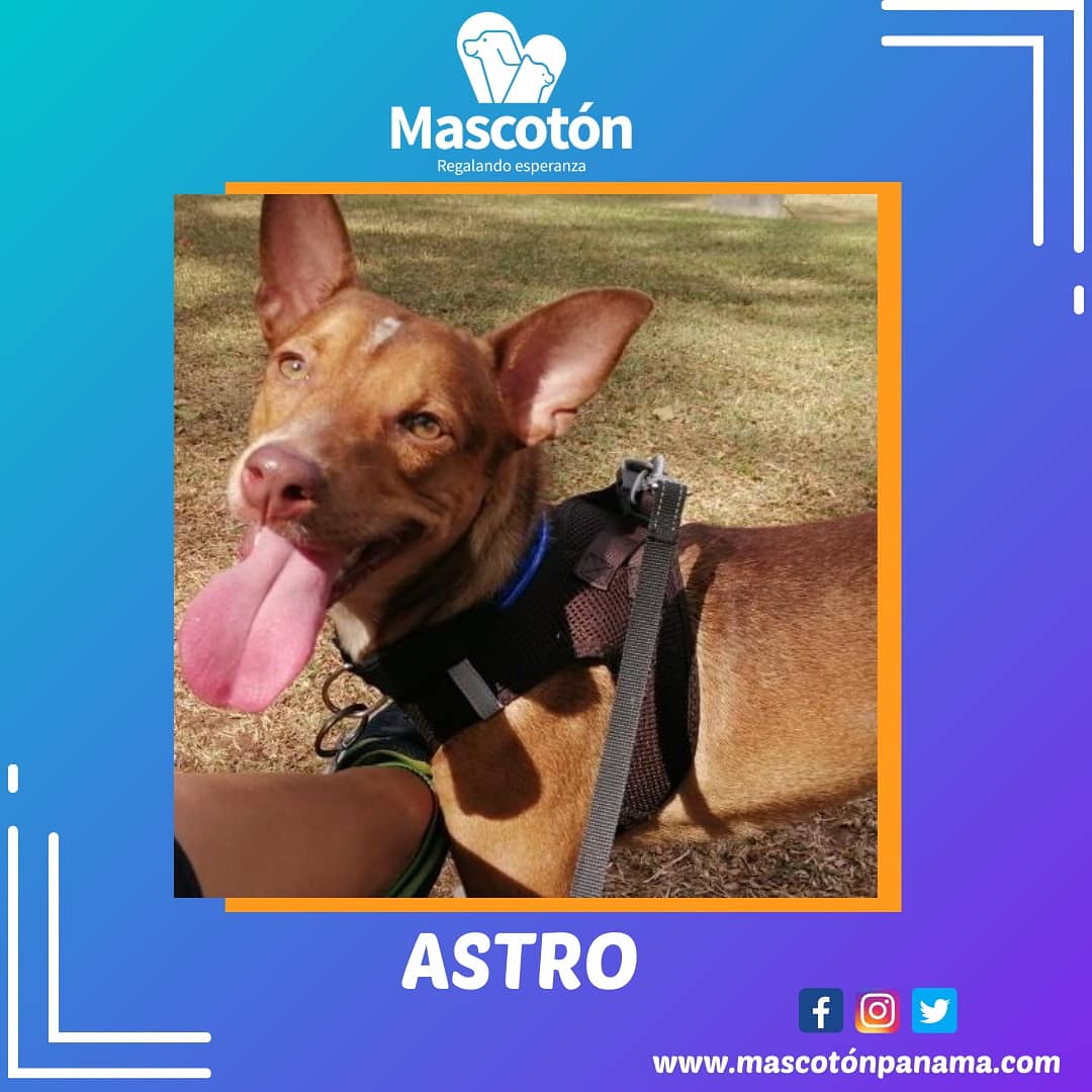 Mascotón tweet media