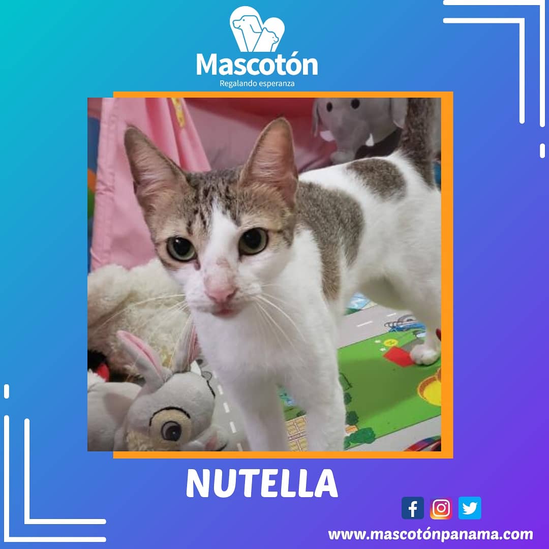 Mascotón tweet media