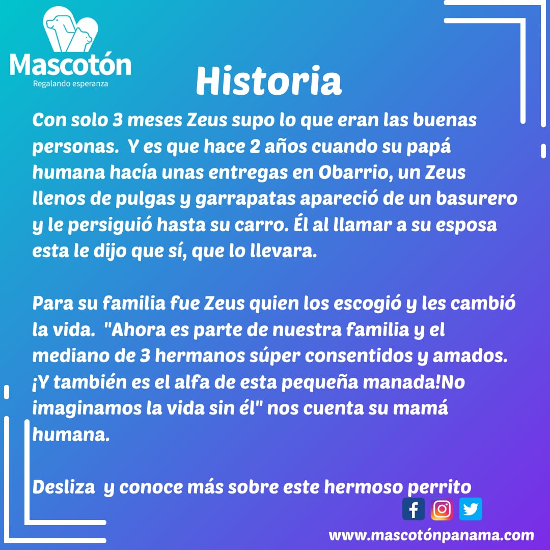 Mascotón tweet media