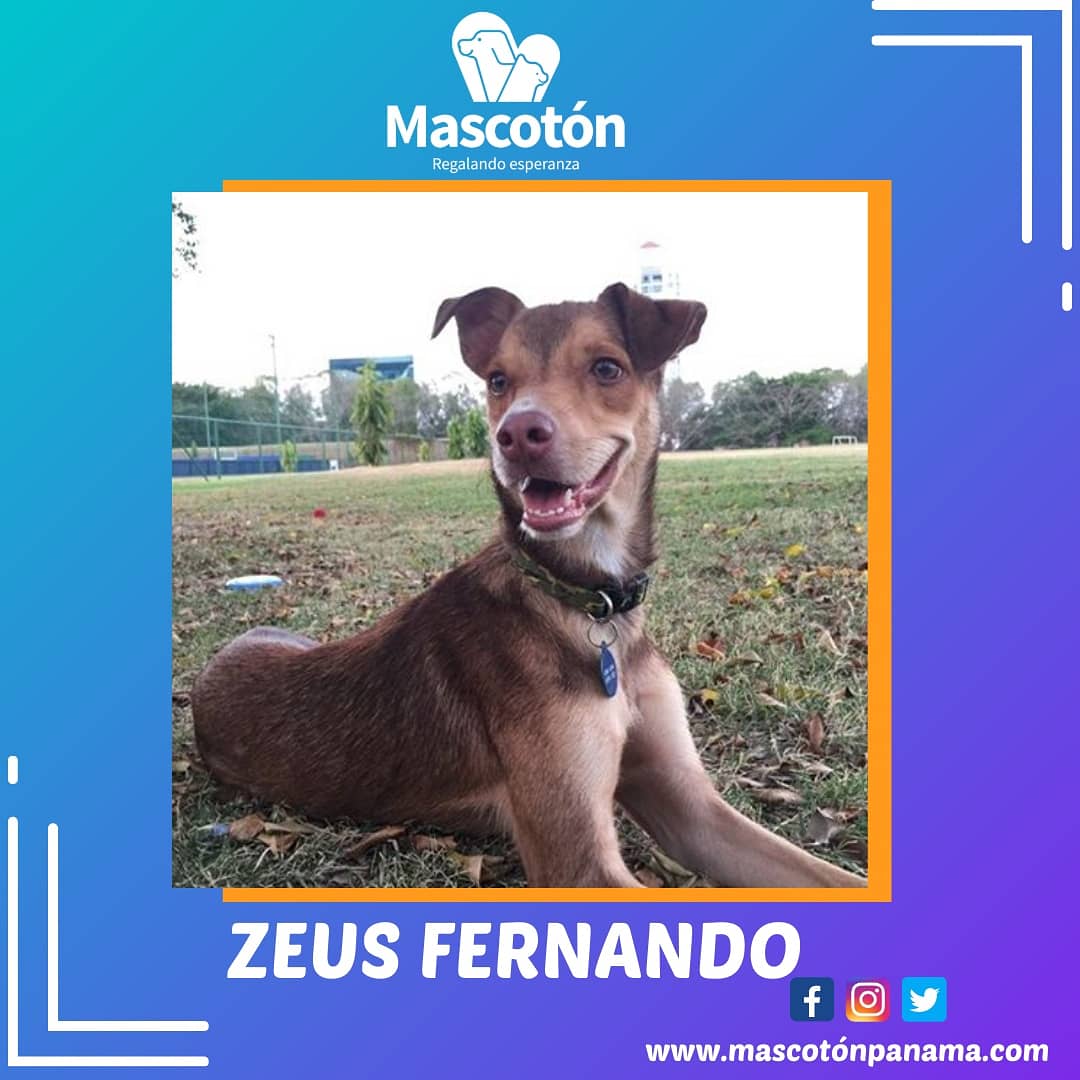 Mascotón tweet media