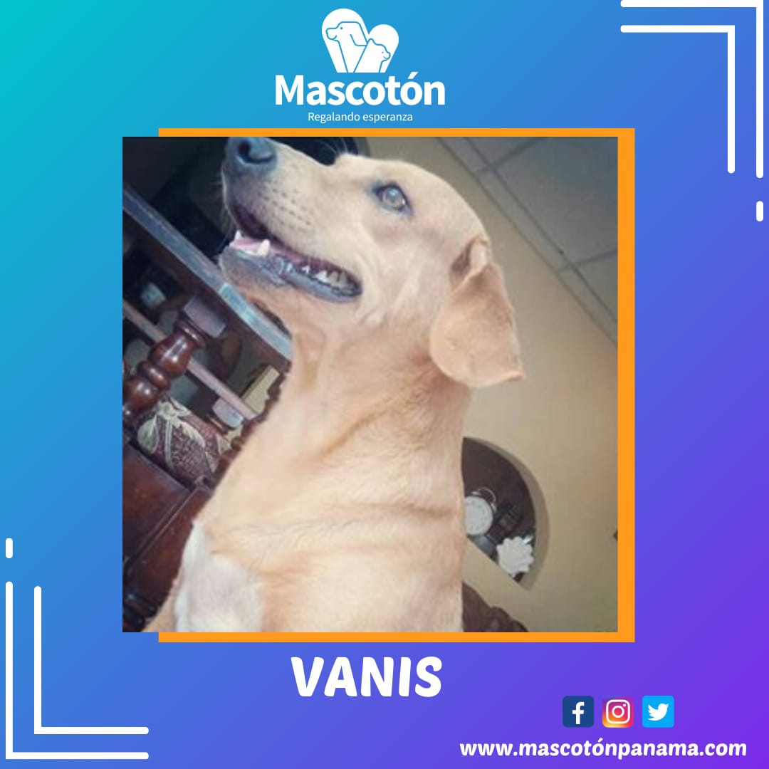 Mascotón tweet media