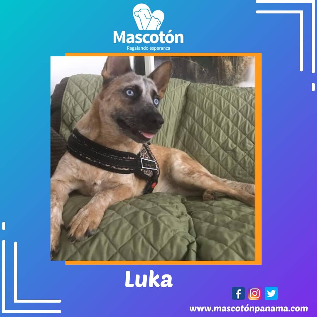 Mascotón tweet media
