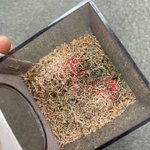 あの食べ物にそっくり？!遠目から見るとすごく美味しそうな鉛筆の削りカス!