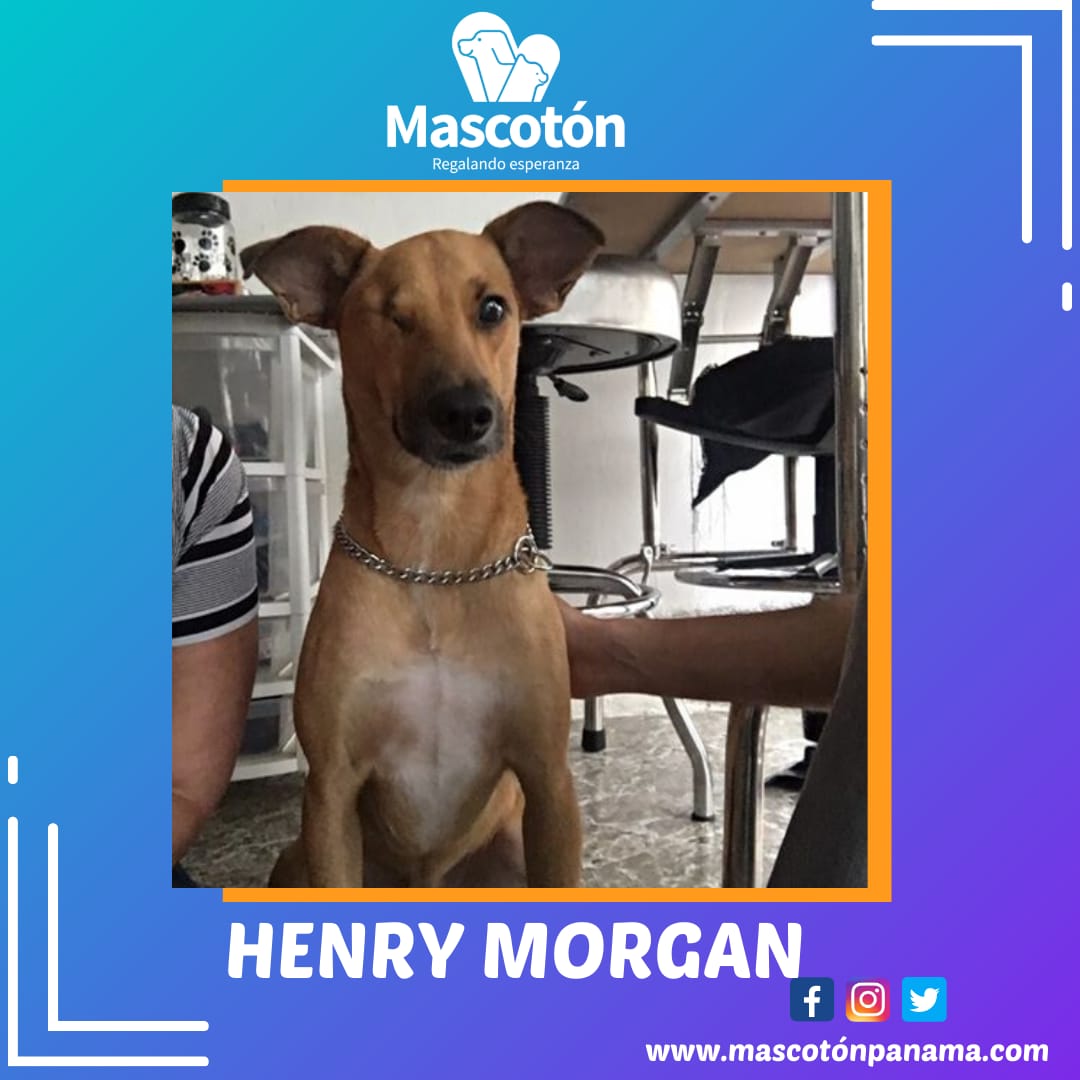 Mascotón tweet media