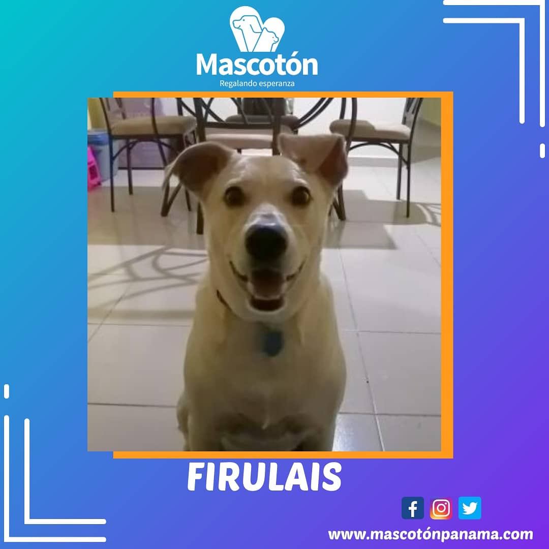 Mascotón tweet media