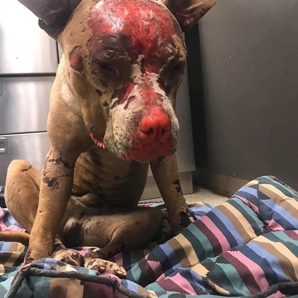 RobRobbEdwards's tweet photo. This dog was found in the bushes with what appeared to be severe burn marks on his face. Their is a $5000 reward now being offered for information leading to an arrest. The dog has extreme burns marks across his body, and it’s possible he was set on fire or burned with fireworks. https://t.co/8uuqTeEKWn